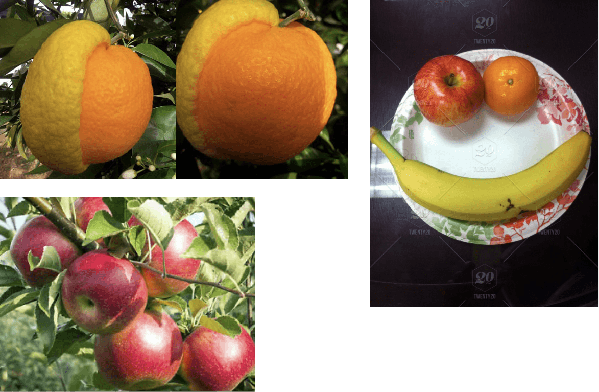 sample-images