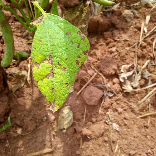 bean-sample